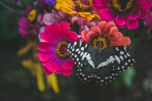 Motyl na kwiatach