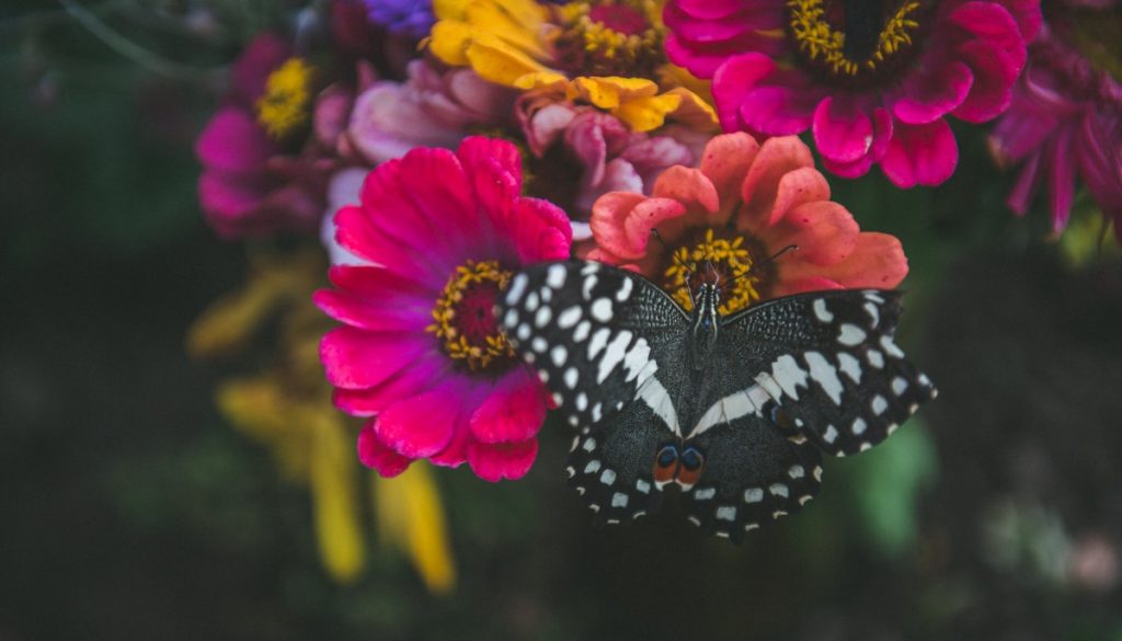 Motyl na kwiatach